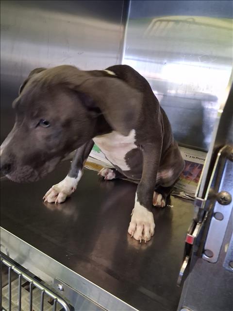 Shelter Stray Female Dog last seen , 1850 W 60th St, Los Angeles, CA 90047, USA