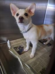 Shelter Stray Female Dog last seen , 1850 W 60th St, Los Angeles, CA 90047, USA