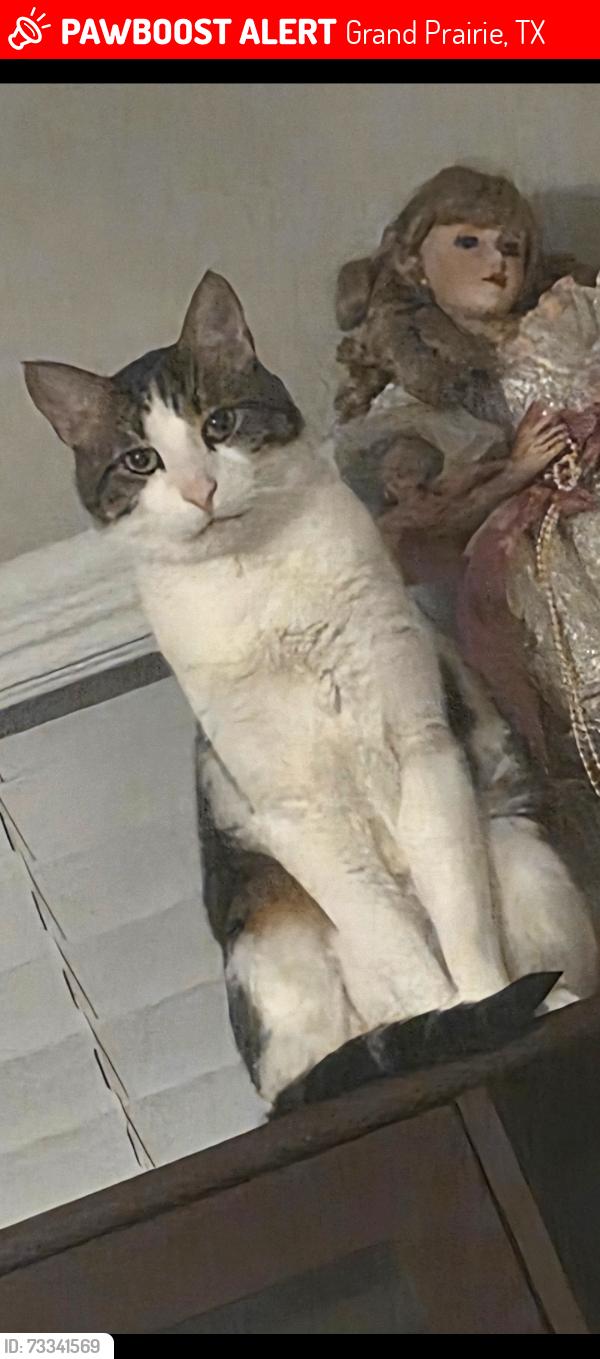 Lost Male Cat last seen Carrier, Grand Prairie, TX 75051