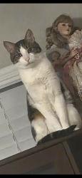 Lost Male Cat last seen Carrier, Grand Prairie, TX 75051