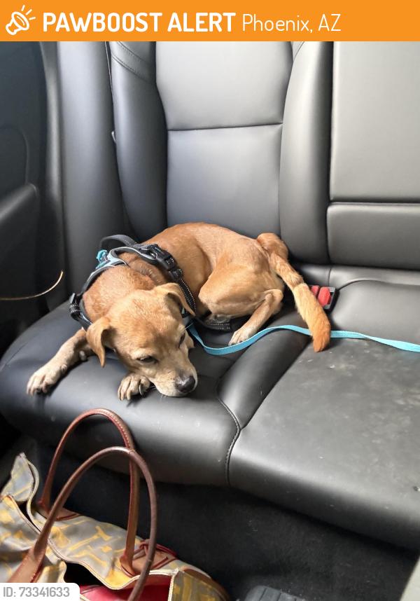 Found/Stray Male Dog last seen Medlock and 3rd Ave in the alley way. Has harness but no tag or chip. Adult male, Phoenix, AZ 85015