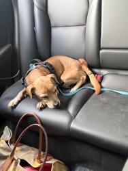 Found/Stray Male Dog last seen Medlock and 3rd Ave in the alley way. Has harness but no tag or chip. Adult male, Phoenix, AZ 85015