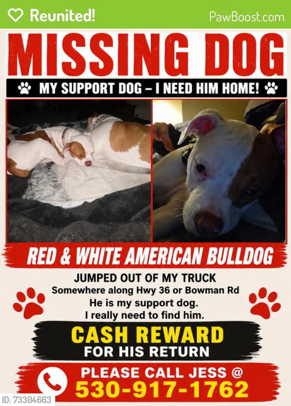 Reunited Female Dog last seen Bowman rd cottonwood, Platina, CA 96076