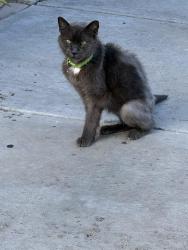 Reunited Unknown Cat last seen Vista San Ruffin, San Diego, CA 92154