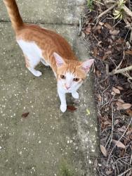 Found/Stray Male Cat last seen Bay Valley Ct, Orlando, FL 32819