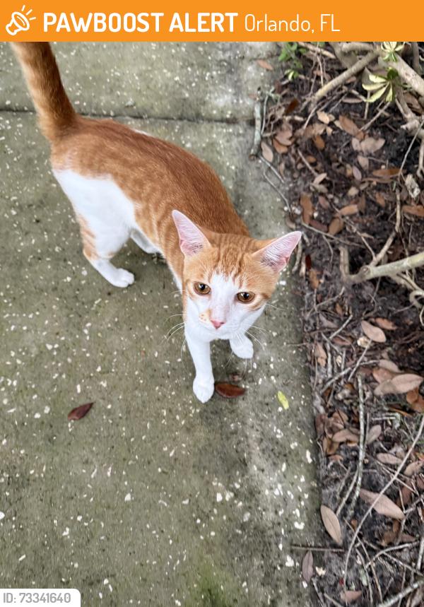 Found/Stray Male Cat last seen Bay Valley Ct, Orlando, FL 32819