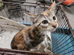 Shelter Stray Female Cat last seen , 3201 Lacy St, Los Angeles, CA 90031, USA