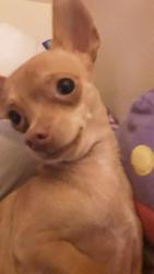 Lost Female Dog last seen Caroldean Street and Rita ln, Haltom City, TX 76117