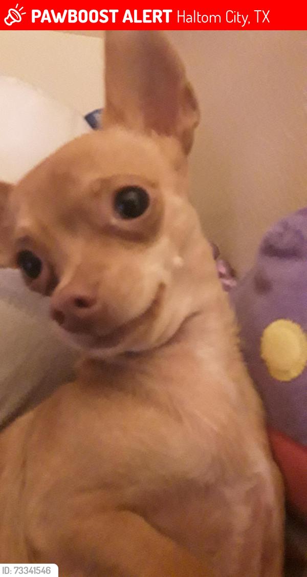 Lost Female Dog last seen Caroldean Street and Rita ln, Haltom City, TX 76117