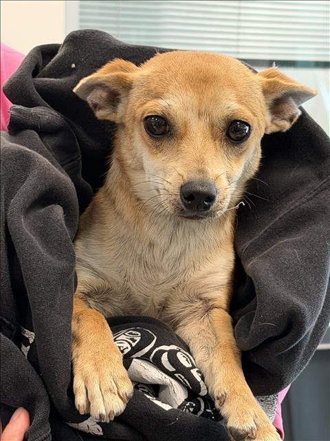 Shelter Stray Male Dog last seen , West Valley Animal Shelter, 20655 Plummer St, Chatsworth, CA 91311, USA