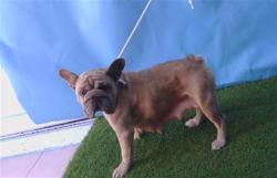 Shelter Stray Female Dog last seen , 216 W Victoria St, Gardena, CA 90248, USA