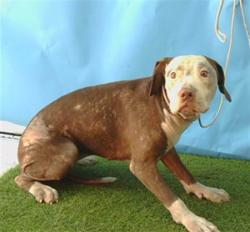 Shelter Stray Female Dog last seen , 216 W Victoria St, Gardena, CA 90248, USA