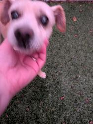 Found/Stray Male Dog last seen Peppergrass and Tecoma, Trinity, FL 34655