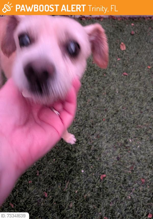 Found/Stray Male Dog last seen Peppergrass and Tecoma, Trinity, FL 34655