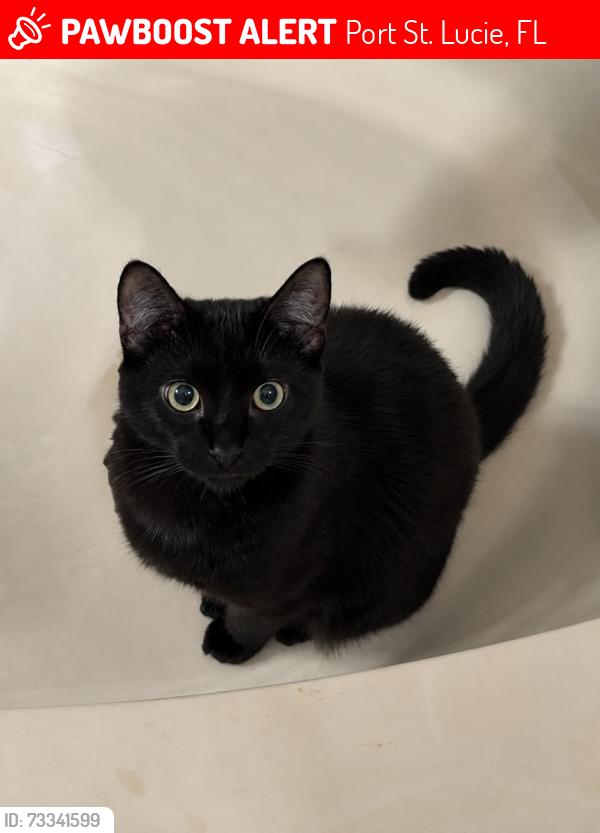 Lost Male Cat last seen Near NW Berkeley Ave, Port St. Lucie, FL 34986