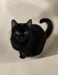 Lost Male Cat last seen Near NW Berkeley Ave, Port St. Lucie, FL 34986