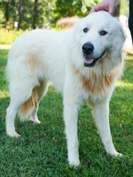 Shelter Stray Male Dog last seen , 1601 Airport Rd, Shelby, NC 28150, USA