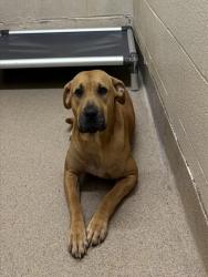 Shelter Stray Female Dog last seen Near BLOCK CHARLES RD SHELBY, NC 28150, 1601 Airport Rd, Shelby, NC 28150, USA