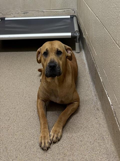 Shelter Stray Female Dog last seen Near BLOCK CHARLES RD SHELBY, NC 28150, 1601 Airport Rd, Shelby, NC 28150, USA