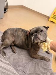 Shelter Stray Male Dog last seen HARDER/MISSION, 16 Barnes Ct, Hayward, CA 94544, USA