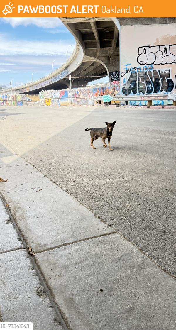 Found/Stray Male Dog last seen Under the overpass, Oakland, CA 94606