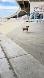 Found/Stray Male Dog last seen Under the overpass, Oakland, CA 94606