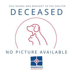 Shelter Stray Unknown Cat last seen Near, 2600 S Harding St, Indianapolis, IN 46221, USA