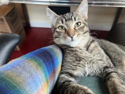 Lost Male Cat last seen SE Ladd Ave and SE Palm, Portland, OR 97214