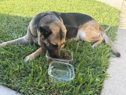Reunited Female Dog last seen Puente and Dalewood, Baldwin Park, CA 91706