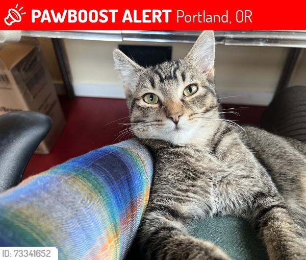 Lost Male Cat last seen SE Ladd Ave and SE Palm, Portland, OR 97214
