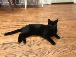 Lost Female Cat last seen In the parking lot of VCA ANIMAL HOSPITAL FREEHOLD RT 9 ran through the bushes into AutoZone, Freehold Township, NJ 07728