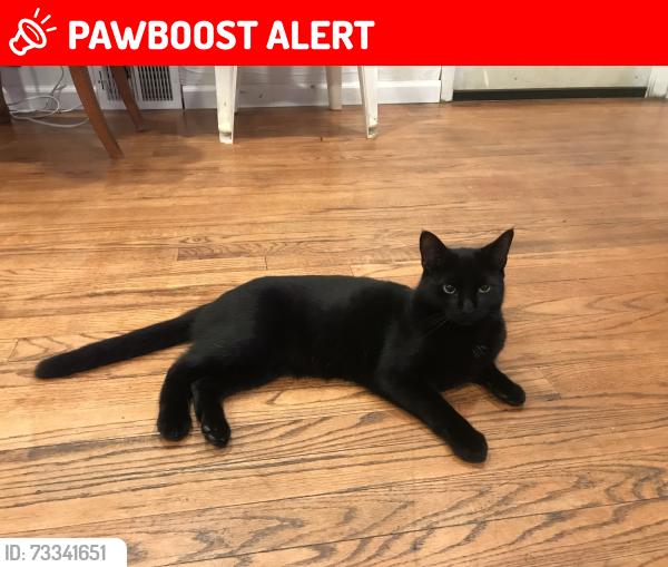 Lost Female Cat last seen In the parking lot of VCA ANIMAL HOSPITAL FREEHOLD RT 9 ran through the bushes into AutoZone, Freehold Township, NJ 07728
