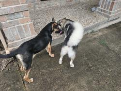 Found/Stray Male Dog last seen Deerfield Village Subdivision, Houston, TX 77084