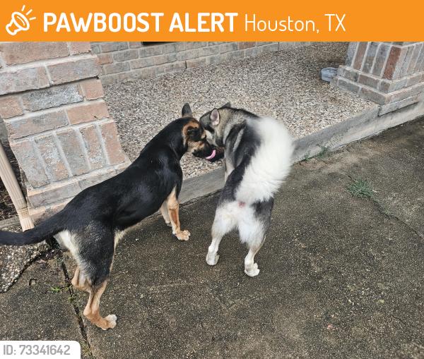 Found/Stray Male Dog last seen Deerfield Village Subdivision, Houston, TX 77084