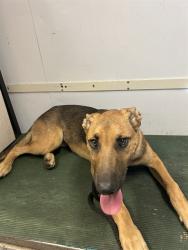Shelter Stray Female Dog last seen , 4275 Elton St, Baldwin Park, CA 91706, USA
