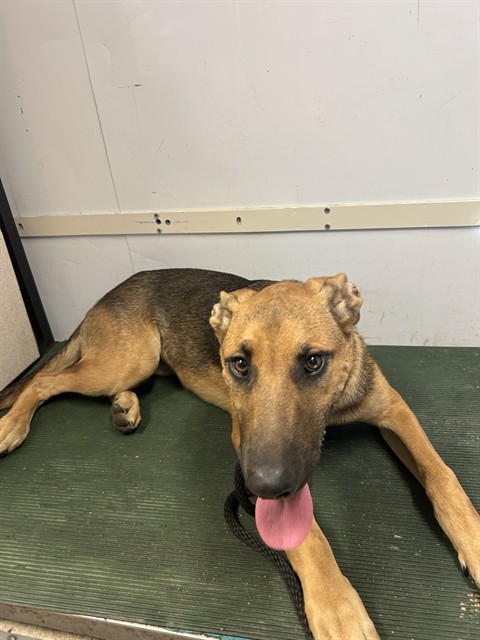 Shelter Stray Female Dog last seen , 4275 Elton St, Baldwin Park, CA 91706, USA
