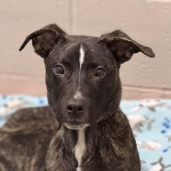 Shelter Stray Male Dog last seen Ambassador Dr at Maryvale way, Rancho Cordova, CA, 6201 Florin Perkins Rd, Sacramento, CA 95828, USA