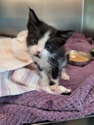 Shelter Stray Female Cat last seen Moorhaven Way and Fernridge Dr, Sacramento County, CA, 6201 Florin Perkins Rd, Sacramento, CA 95828, USA