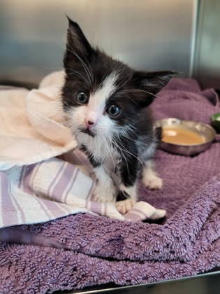 Shelter Stray Female Cat last seen Moorhaven Way and Fernridge Dr, Sacramento County, CA, 6201 Florin Perkins Rd, Sacramento, CA 95828, USA