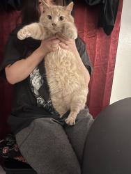 Lost Male Cat last seen St. Andrew’s and el dorado, Victorville, CA 92395
