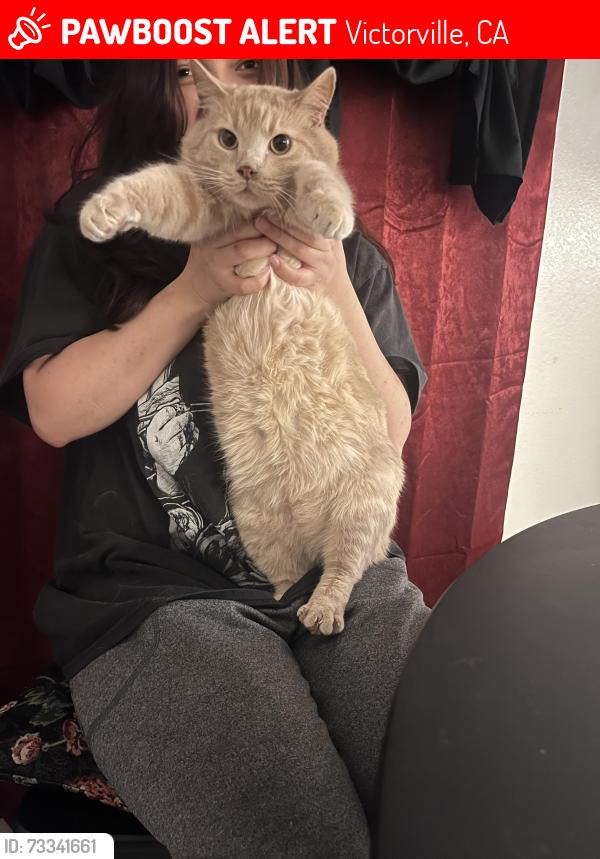Lost Male Cat last seen St. Andrew’s and el dorado, Victorville, CA 92395