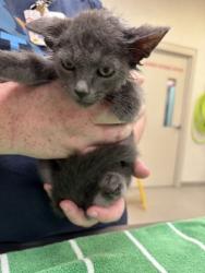 Shelter Stray Male Cat last seen W Main St and N Guilford Dr, Carmel City, IN, 10501 Hague Rd, Fishers, IN 46038, USA