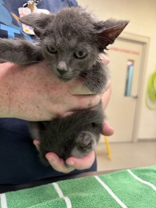Shelter Stray Male Cat last seen W Main St and N Guilford Dr, Carmel City, IN, 10501 Hague Rd, Fishers, IN 46038, USA