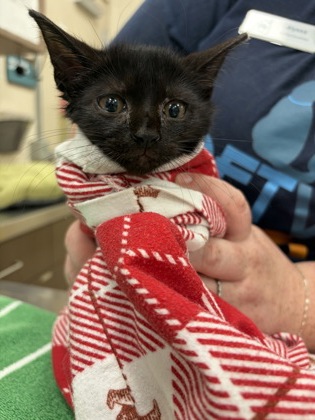 Shelter Stray Female Cat last seen W Main St and N Guilford Dr, Carmel City, IN, 10501 Hague Rd, Fishers, IN 46038, USA