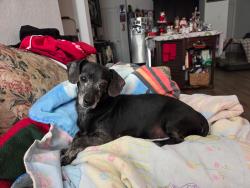 Lost Male Dog last seen Hwy 16 preserved at Medina lgi homes, Von Ormy, TX 78073