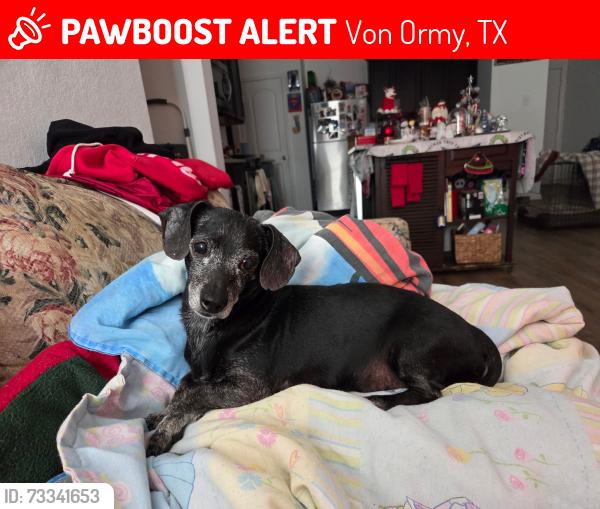 Lost Male Dog last seen Hwy 16 preserved at Medina lgi homes, Von Ormy, TX 78073