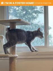 Shelter Stray Male Cat last seen Near W 36th St, Baltimore, MD 21211, 21211, MD, 2490 Giles Rd, Baltimore, MD 21225, USA
