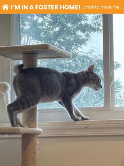 Shelter Stray Male Cat last seen Near W 36th St, Baltimore, MD 21211, 21211, MD, 2490 Giles Rd, Baltimore, MD 21225, USA