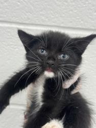 Shelter Stray Female Cat last seen Near Yellowwood ave, 21209, MD, 2490 Giles Rd, Baltimore, MD 21225, USA