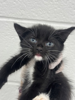 Shelter Stray Female Cat last seen Near Yellowwood ave, 21209, MD, 2490 Giles Rd, Baltimore, MD 21225, USA